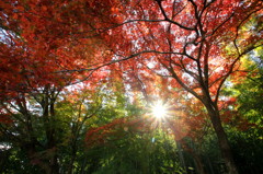 紅葉