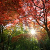 紅葉