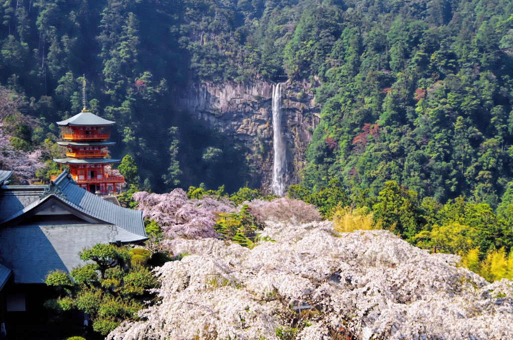 那智の桜