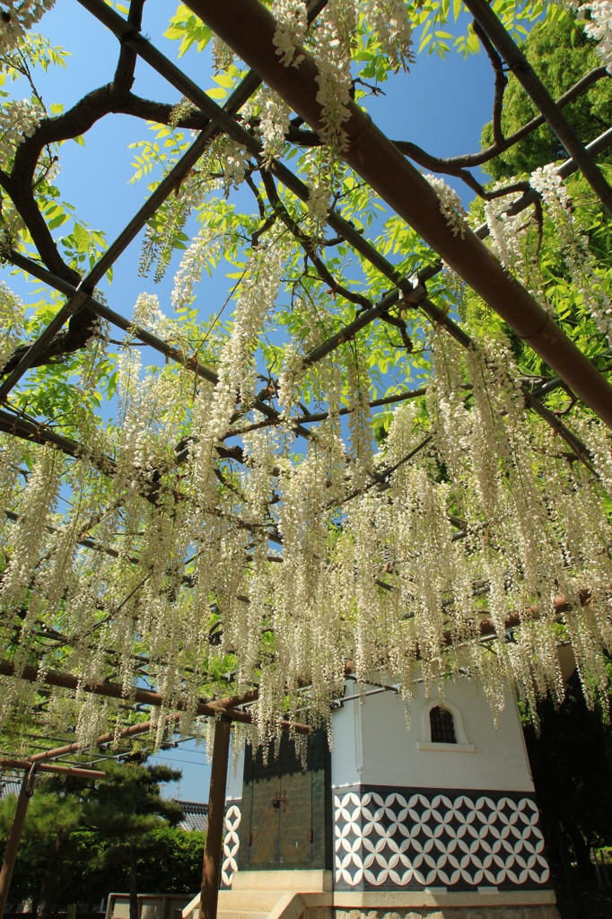 曼陀羅寺の藤