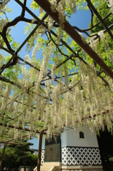 曼陀羅寺の藤