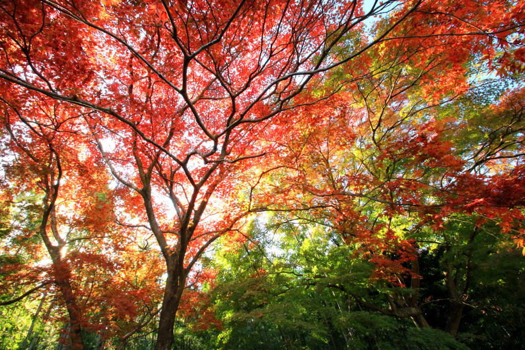 紅葉
