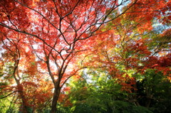 紅葉