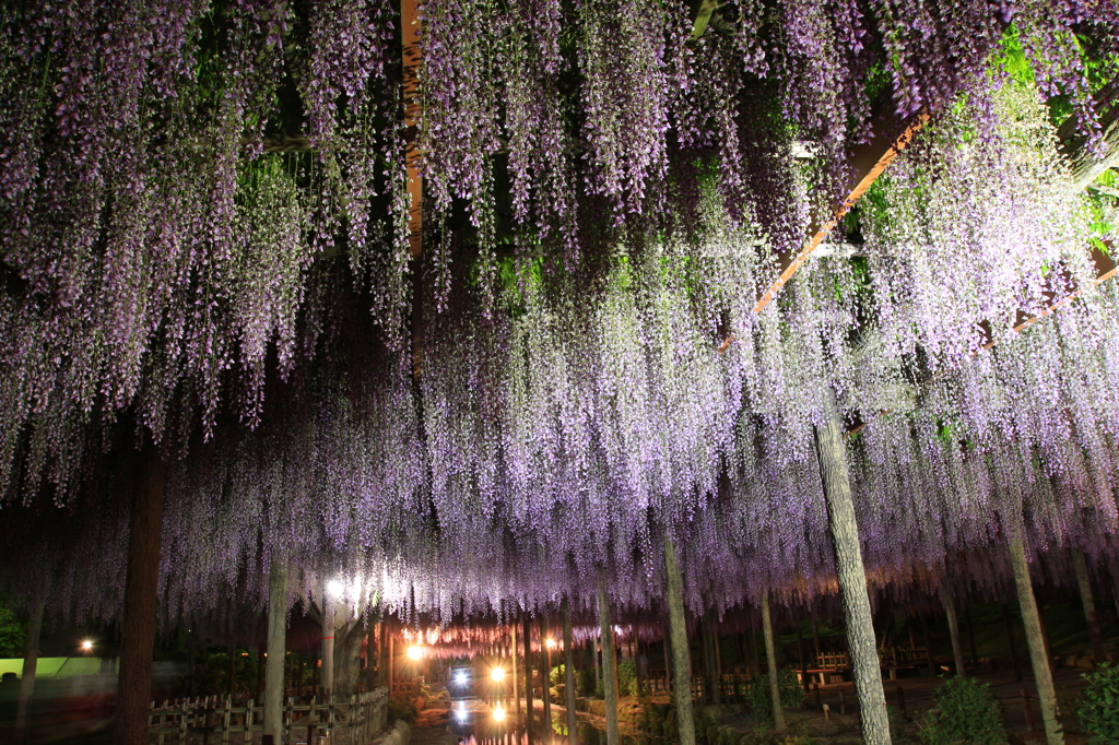 天王川公園の藤まつり