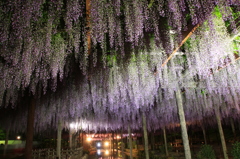 天王川公園の藤まつり