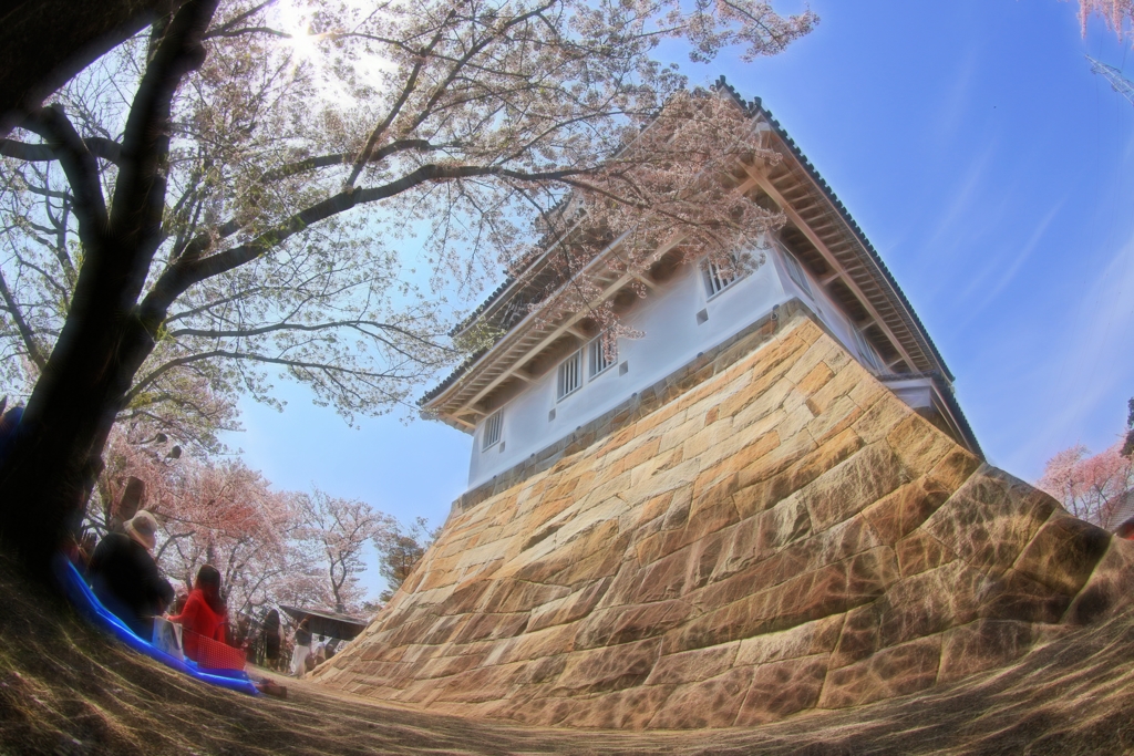 一夜城花見