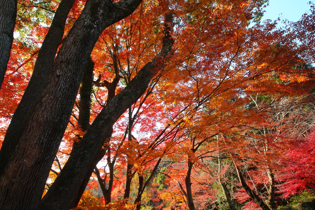 東山公園