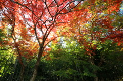 紅葉