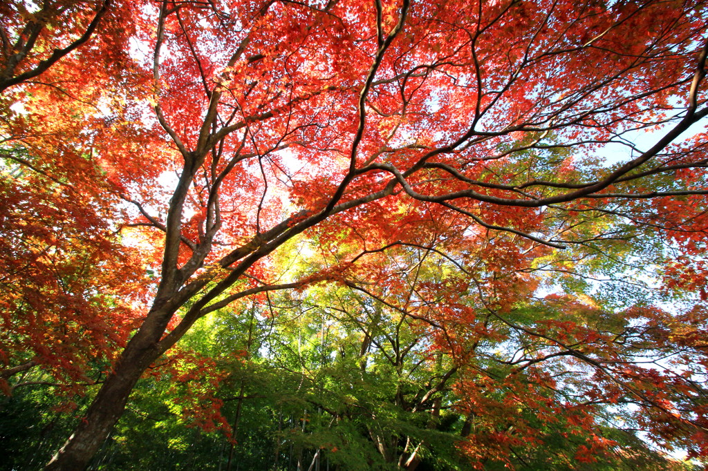 紅葉