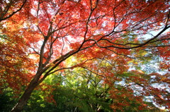 紅葉