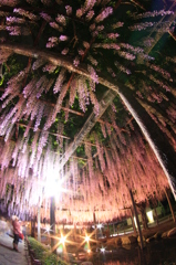 天王川公園の藤まつり