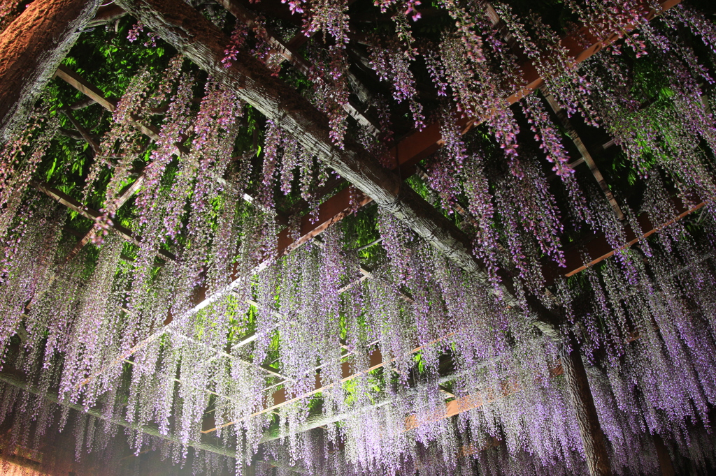 天王川公園の藤まつり