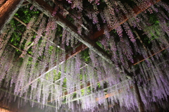 天王川公園の藤まつり