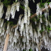 曼陀羅寺の藤