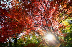 紅葉
