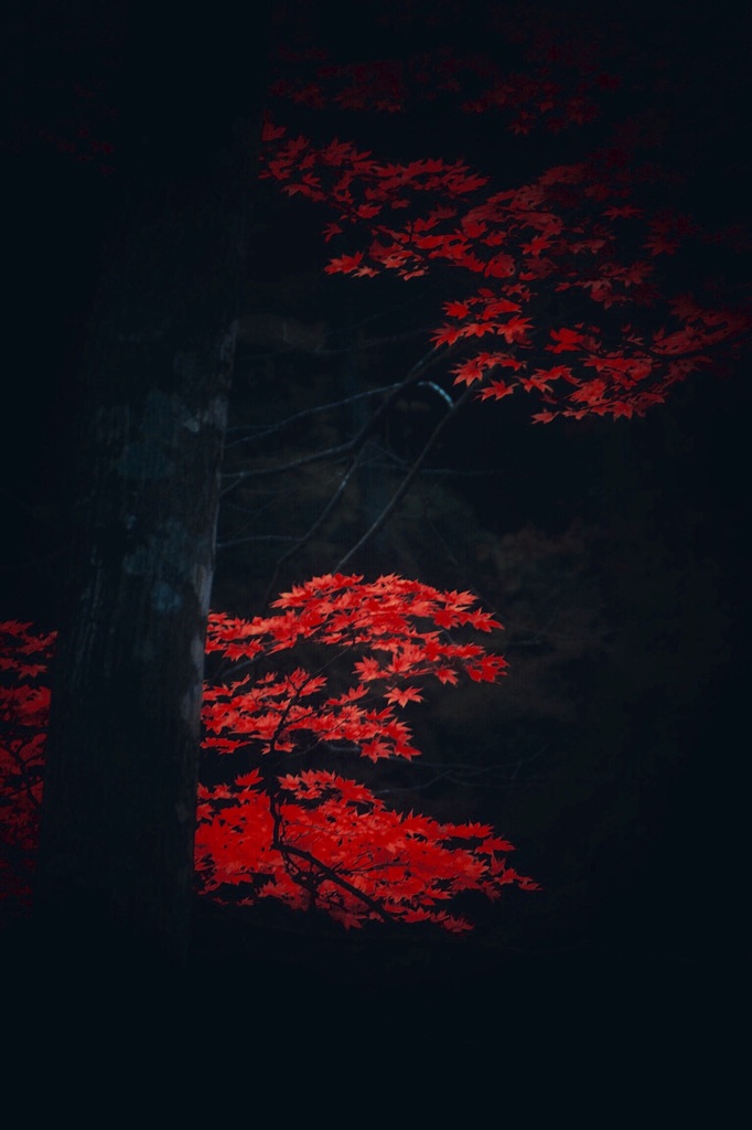 真紅