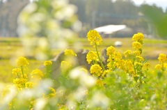 菜の花
