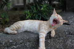 neko1