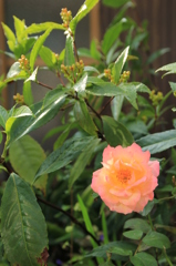 綺麗な花には棘がある。
