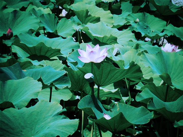 Pink Lotus