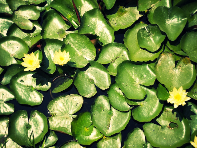 Yellow Lotus