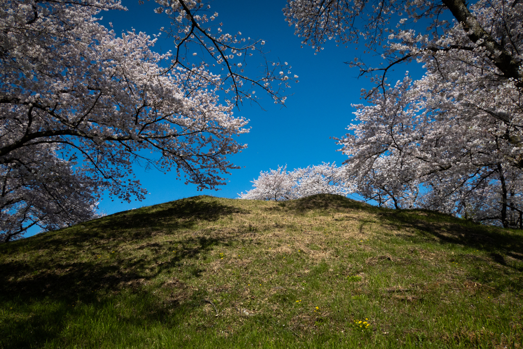 2020桜