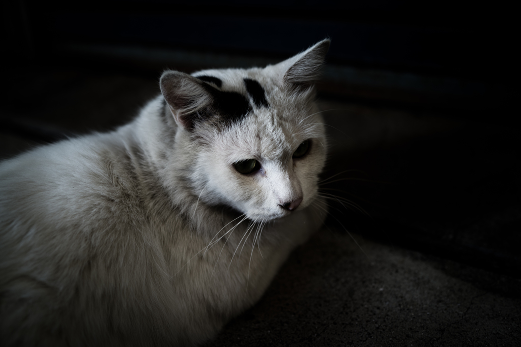 お猫様