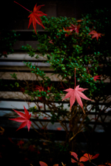 紅舞
