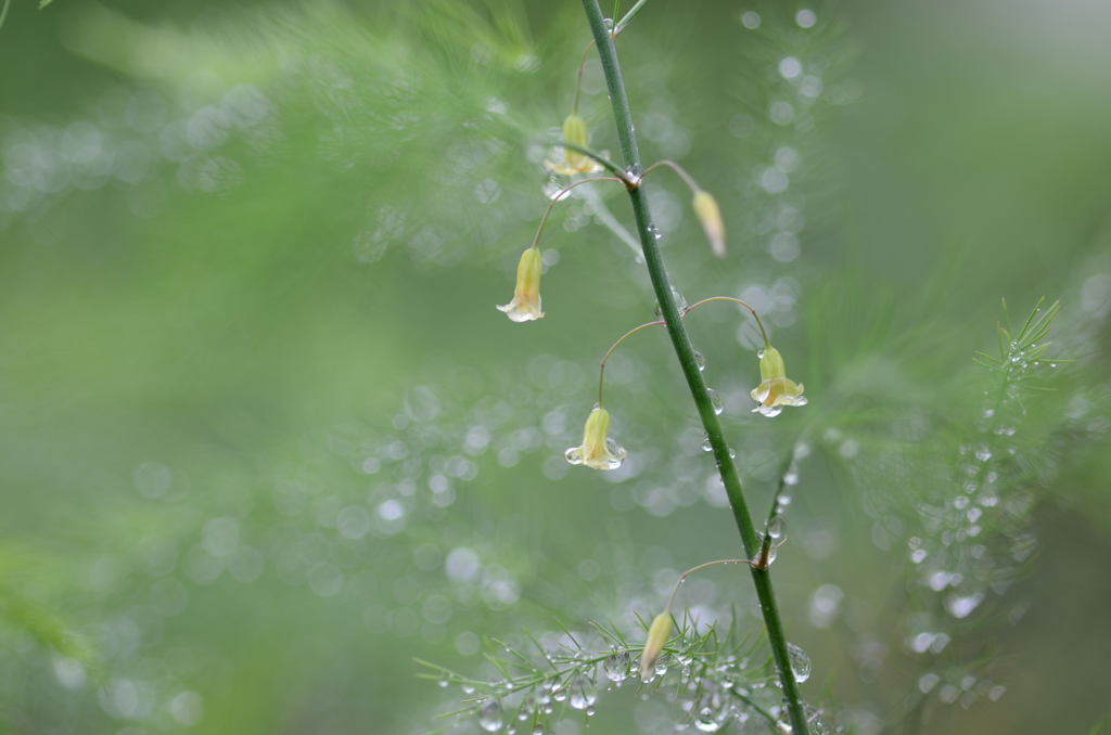 After the rain of a small forest 