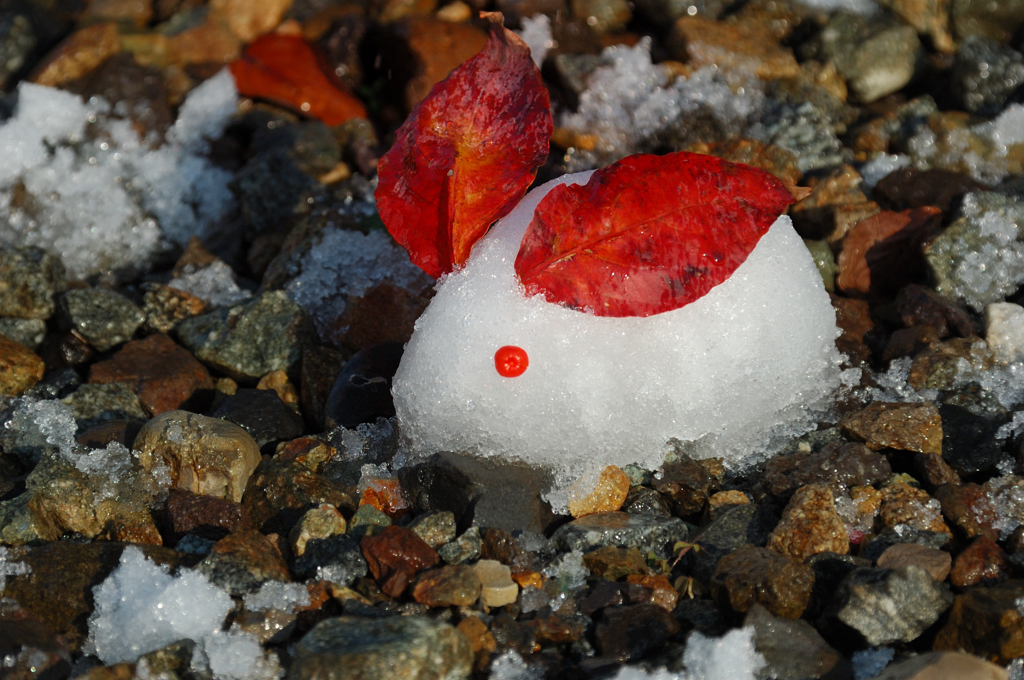 秋の雪うさぎ　