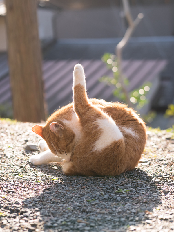 ピシッ