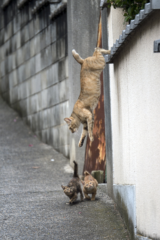 駆けつける