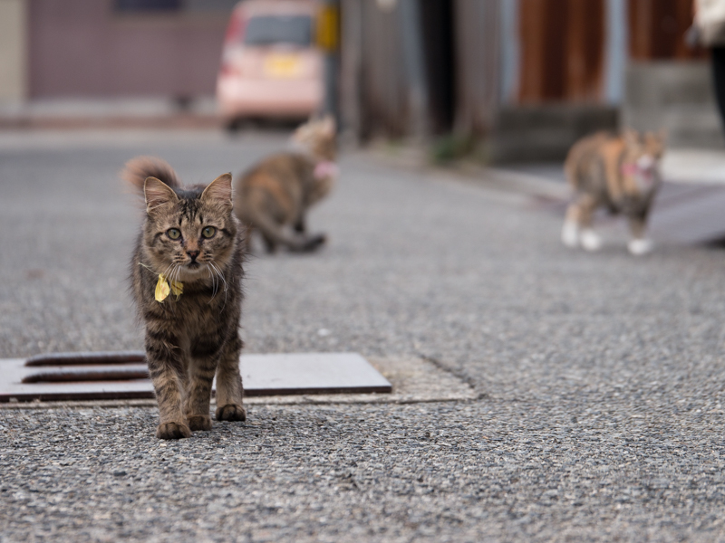 初陣