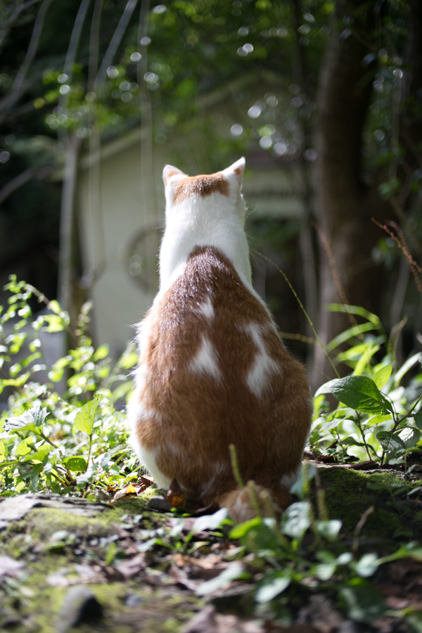 野次馬