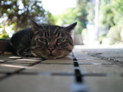 気怠