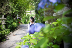 紫陽花通りにて