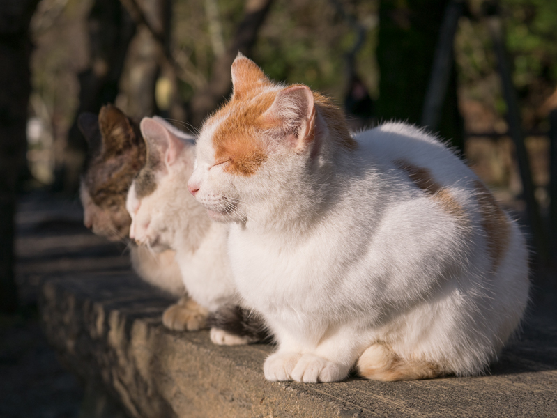 ３ピース