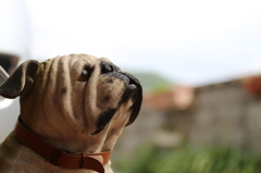 番犬