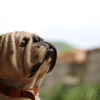 番犬