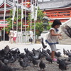 鳩と女の子