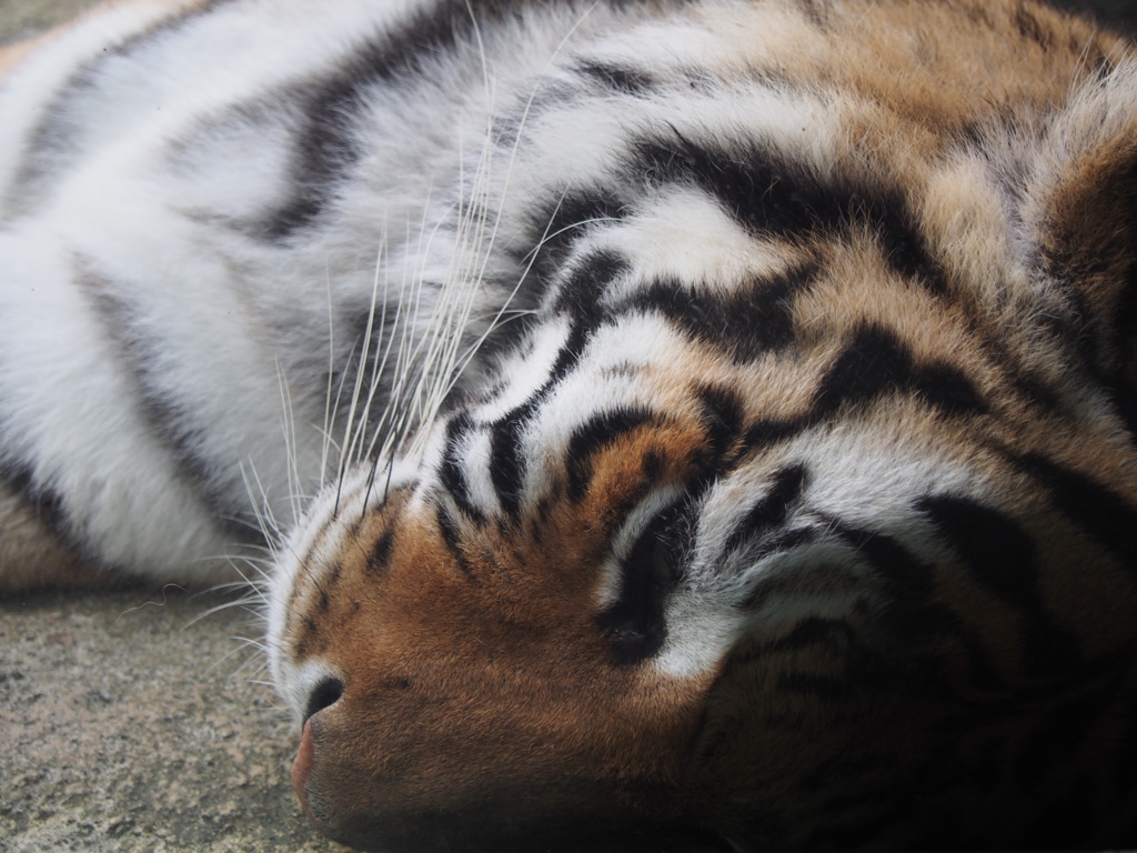 日本平動物園④