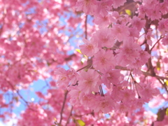 伊勢の桜