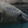 日本平動物園①