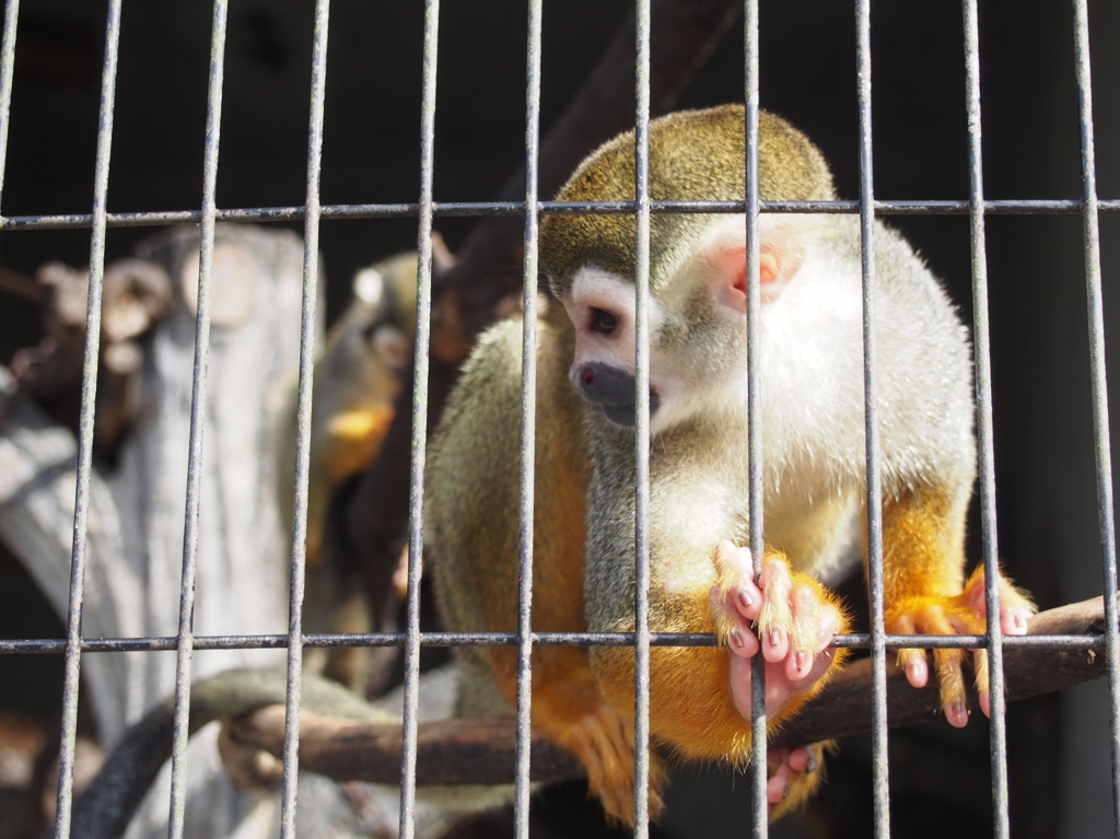 日本平動物園⑤