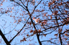 上野公園　寒桜