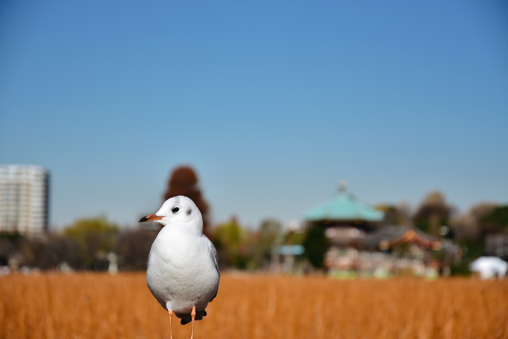 カモメのモデル