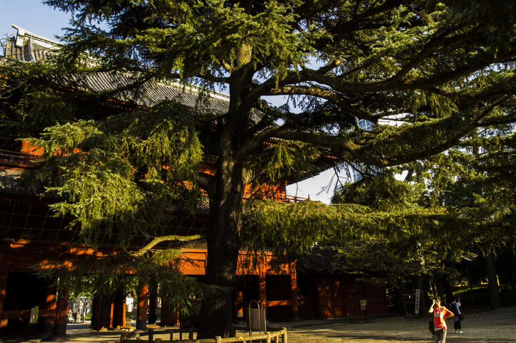 増上寺　グラント松
