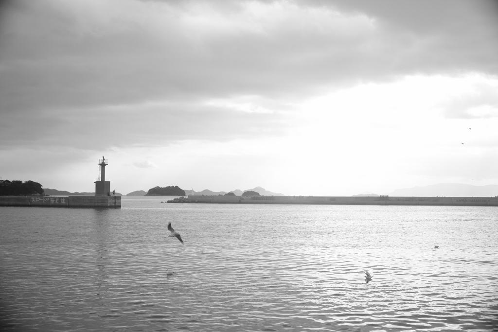 海鳥の詩