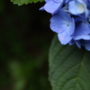 六月の青紫