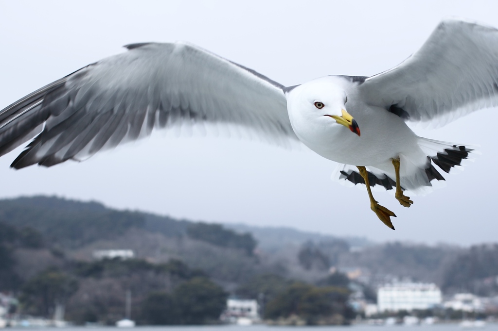 遙かな日